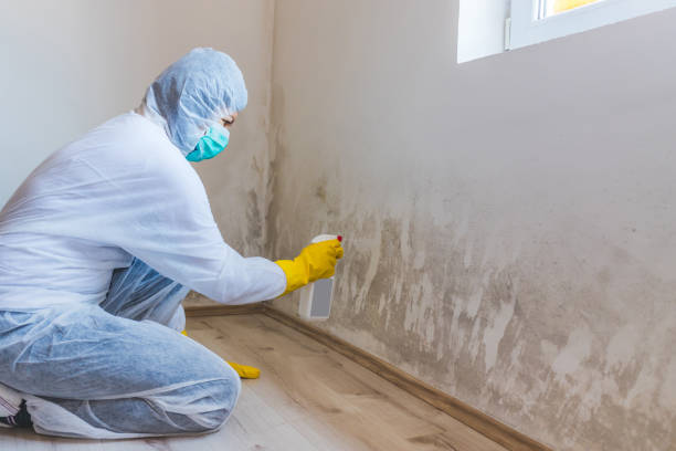 Licensed Black Mold Remediation service in Anna, TX - 24 Hour Mold Removal