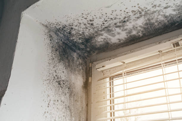 Affordable Black Mold Remediation solutions in Anna, TX