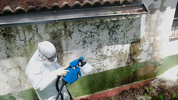 Top rated local Black Mold Remediation specialists in Anna, TX